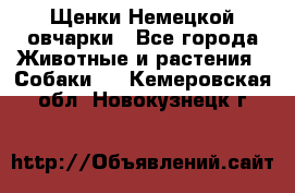 Щенки Немецкой овчарки - Все города Животные и растения » Собаки   . Кемеровская обл.,Новокузнецк г.
